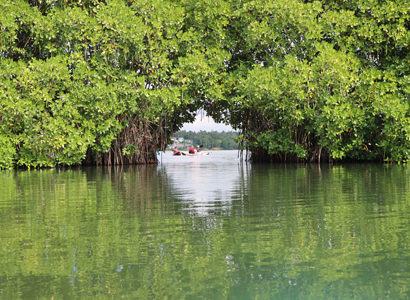 about mangrove wonders 1